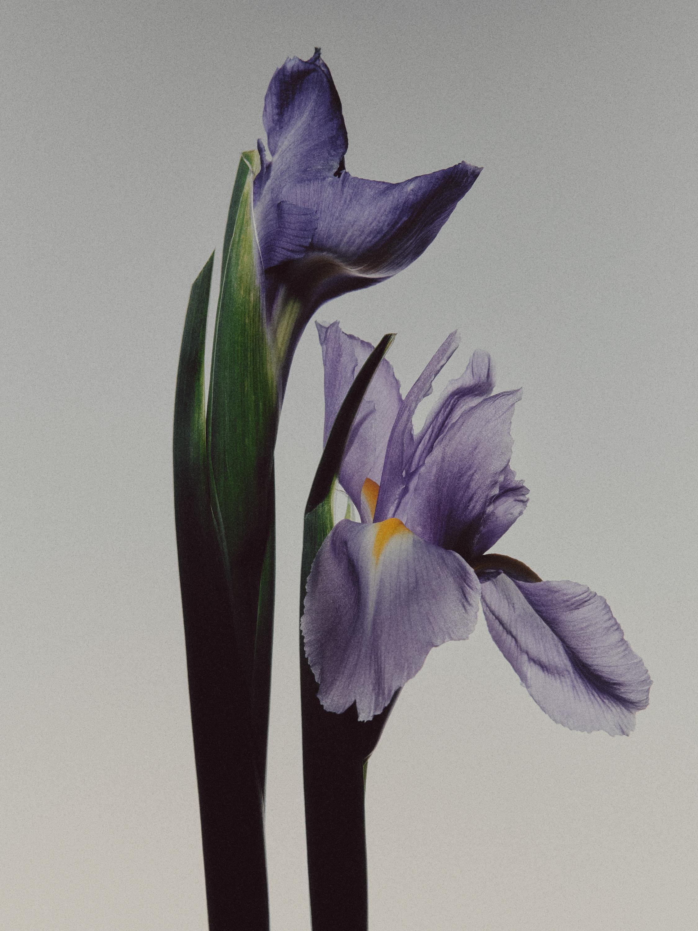 (100 ml) IRIS ILLUSIONA EAU DE PARFUM